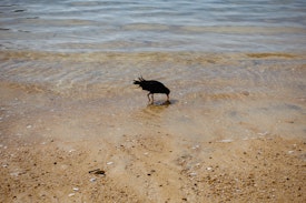 A black Oyster Catcher with an orange bill feeds in shallow waters on a golden beach