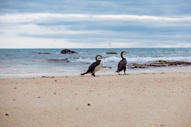 Two Pied Shags on a golden-white beach