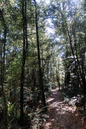 The start of the Heaphy Track, a path through a beech forest