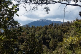 A view through the trees to a mountain