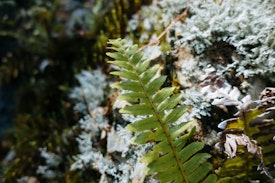 A growing fern