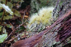 Moss on a tree stump