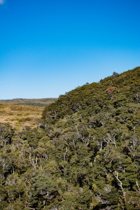 Looking towards a stacked beech forest on a hillside in Gouland Downs