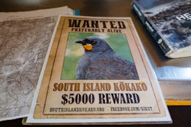 Poster advertising a reward for sightings of the South Island Kokako