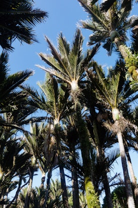 A collection of palms