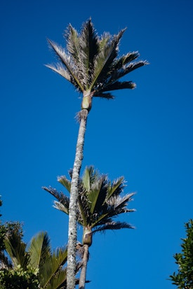 Two palms against a blue sky
