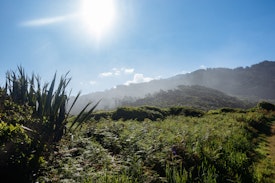Mist rises over a bush-covered hillside