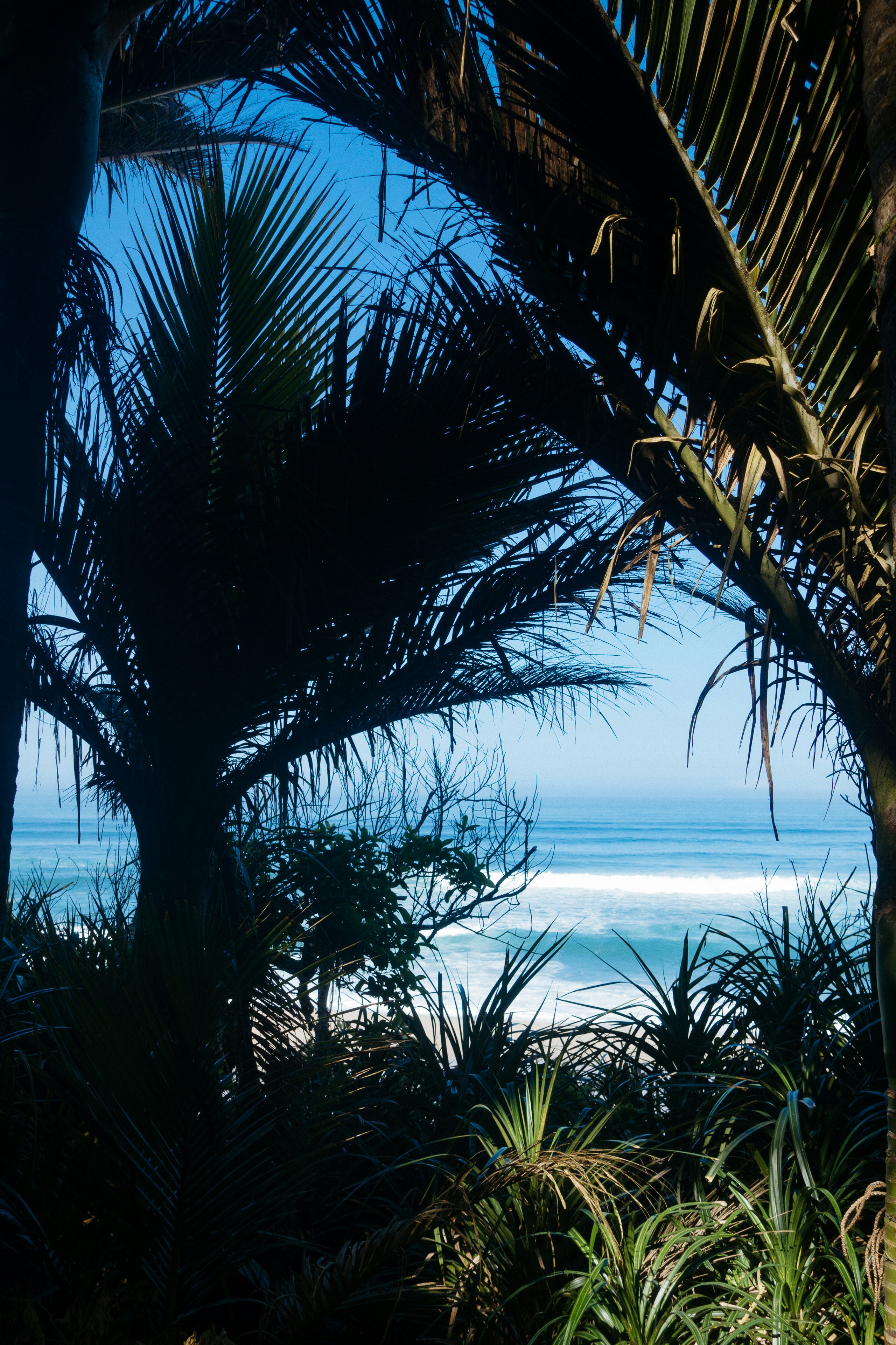 Blue sea through the palms