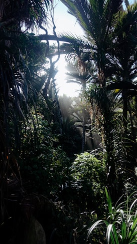 Sunlight streams through palms