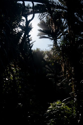 Sunlight streams through palms