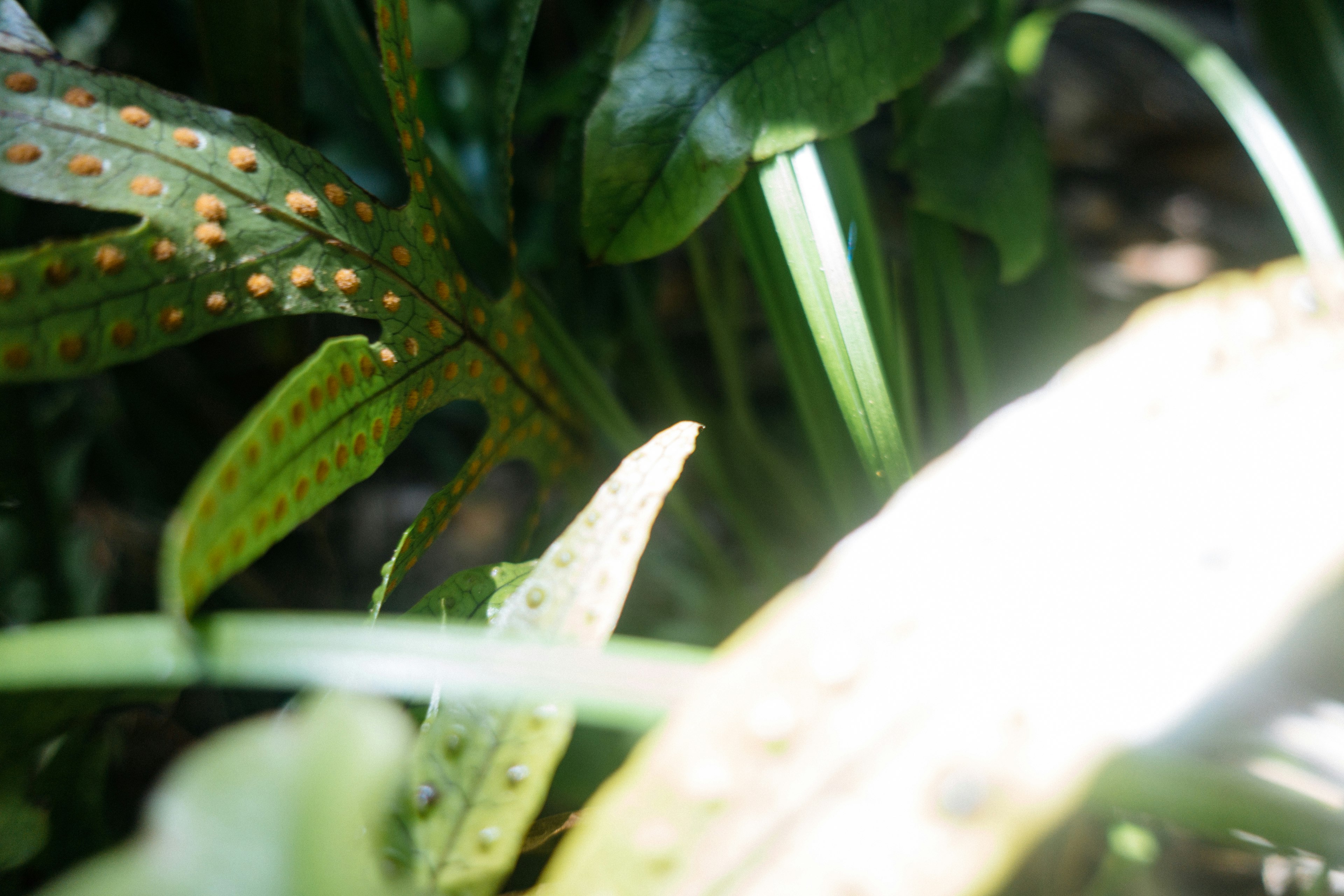 Fern leaves with a strange dimple on the leaves