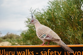Close up of an Australian pigeon