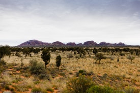A view over to the Olgas