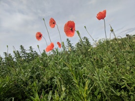 Poppies on the path