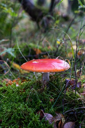 A red toadstool