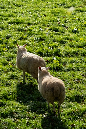 Two sunny sheep