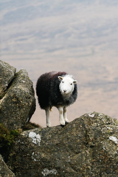 Also a sheep