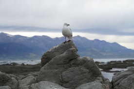 A gull at Kaikoura