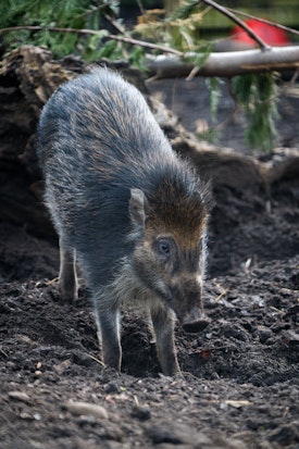 A warty pig at the zoo