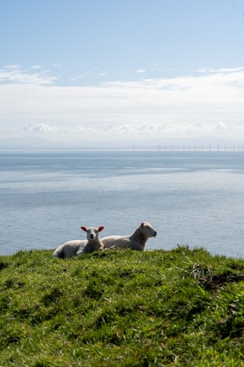Sheep and the wind farm at sea