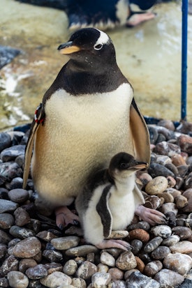 Baby penguin