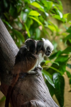 Tamarin