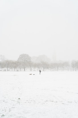 Dogs chase around in the Meadows in the white of the snow