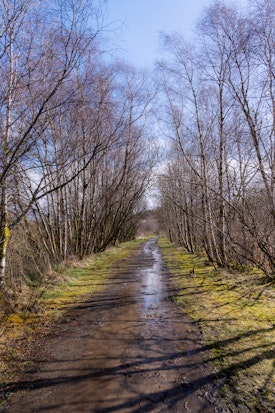 A muddy path through trees at Dalrigh