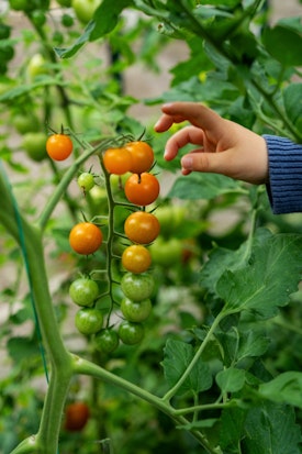 Picking tomatoes in the garden