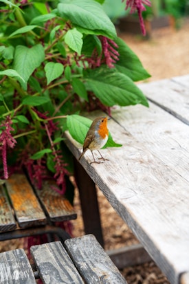 A robin on a table