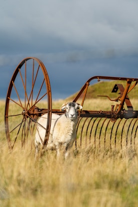 A lovely sheep by some rusted farm equipment